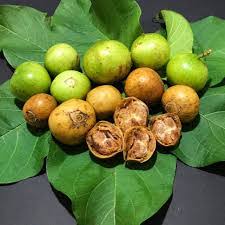 Image result for Vangueria madagascariensis