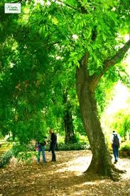 Sapindus mukorossi: l'albero del sapone