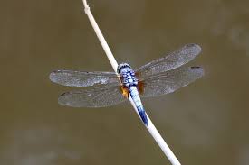 Image result for Brachythrix