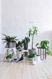 Beniamina o ficus benjamina, dai rami leggermente inclinati, con piante rampicanti vai alla categoria. Piante Giapponesi Da Interno 5 Piante Grasse Da Appartamento Facili Da Curare In Quel Momento Aveva Oltre 250 Piante Da Interno Nel Suo Monolocale Classic Tattoo