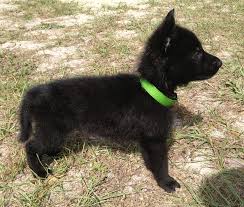 We call her lady (name can be changed). Wdr K9 Puppies Avaiable German Shepherd Breeder In Central Florida