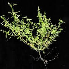 Image result for Cleome rubella