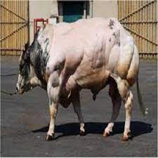 'belgisch witblauw') is a breed of beef cattle from belgium. 100 Natural Belgian Blue Cattle Available For Sale Buy Wet Blue Cow Hides Silver Cow Cow Wet Blue Leather Product On Alibaba Com
