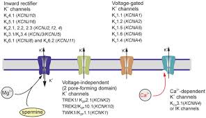Bab 3231 terkejut, lenan tidak dapat menahan bisik di telinga zhiyu dan bertanya: Physiology Of Astroglia Abstract Europe Pmc