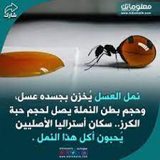 نمل العسل art drawings drawings art