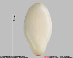 Image result for Sesamum parviflorum