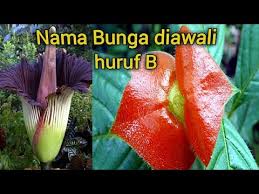 Maybe you would like to learn more about one of these? Nama Nama Bunga Diawali Huruf B Youtube