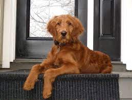 We have 1 male red/apricot goldendoodle available. Golden Retriever Golden Doodle Parti Poodles For Sale Breeders Ontario Goldendoodle Goldendoodle Puppy For Sale Golden Retriever