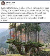 Cedar trees make attractive bonsai specimens. Sustainable Forestry Or Cedar Bonsai Trees Album On Imgur