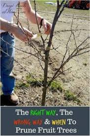 Training fruit trees to develop strong, well spaced branches, which can handle heavy loads of ripe fruit, is also critical to insuring the tree will live a long life free of breakage and disease. 120 Trained Fruit Trees Ideas Fruit Trees Growing Fruit Growing Fruit Trees