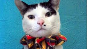 Cat collar with bow tie and bell adjustable size multiple colors ships same day. Are Clown Cats The Answer To Keeping Wellington S Birdlife Safe Stuff Co Nz