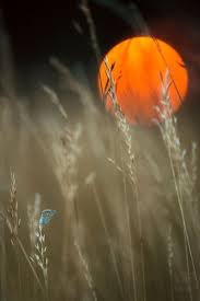  250 Ide Pemandangan Pemandangan Fotografi Alam Fotografi