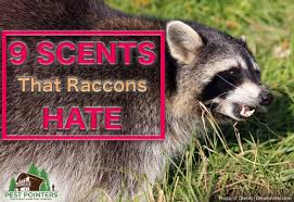 If you have a furry companion that spends time outdoors, especially unfortunately, cat food and dog food are reported to be among raccoons' favorite meals, and raccoons are intelligent, adaptable and wild animals. 9 Scents That Raccoons Hate And How To Use Them Pest Pointers Tips For At Home Pest Control