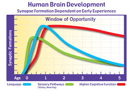 Brain Development And Synaptic Formation Chart The Science
