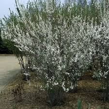 Image result for Spiraea prunifolia