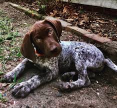 We did not find results for: Which Dog Breed Should The Average Person Not Own Quora