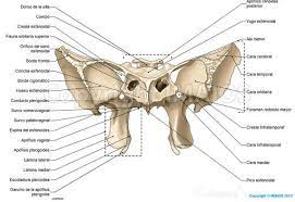 Anatomia Del Craneo Ilustraciones Anatomicas Hueso Esfenoides Craneo Anatomia Anatomia