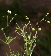 Image result for Spergula