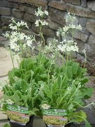 長澤淨美 ウインティー買いました 日陰で育つ植物 ガーデンプラン 植物栽培