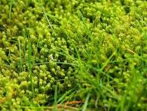 Image result