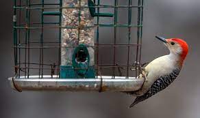 Check spelling or type a new query. Sparrow Or House Wren New Online Resource Helps You Identify Those Birds In Your Feeder Inspired Living Omaha Com