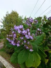 Image result for Wigandia urens