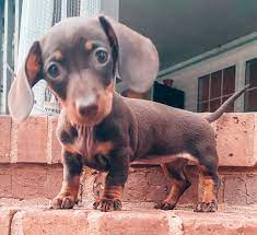 The size of the dachshund and the other parent breed can have a big effect on the size of a dachshund mix, so it's important to talk to the breeder about it. Watson S Dachshunds Miniature Dachshund Breeder