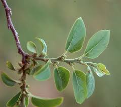 Image result for Diospyros batocana