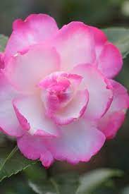 Buy Leslie Ann Camellia Sasanqua For Sale Free Shipping 3 Gallon Size For Sale From Wilson Bros Camellia Flower Camellia Plant Strawberry Sundae Hydrangea