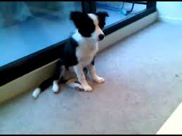 Border Collie Puppy 4 Months
