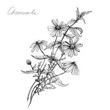 Black And White Botanical Prints Black And White Botanical Art Google Leit Botanical Illustration Black And White White Daisy Tattoo Flower Line Drawings