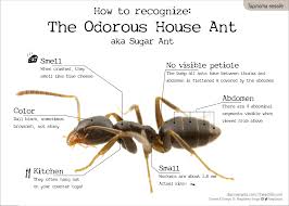We did not find results for: Htr Odorous House Ant001 The Ant Life
