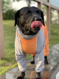 Bright Neon Color Outdoor Waterproof Raincoat Leg Protection For Large Dogs With Images Dog Wear