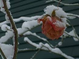 Maybe you would like to learn more about one of these? Overwintering Rose Bushes How To Prepare Roses For Winter