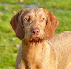 We're always happy to talk about wires and we may be able to refer you to another breeder who is also expecting puppies. Wirehaired Vizsla Happy Hunting In Hungary