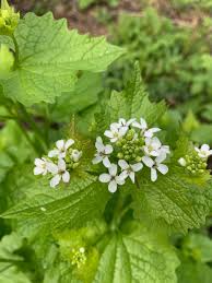 Image result for Setaria petiolata