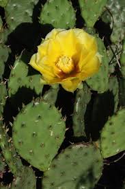 Represents cacti in general (and the fruits in particular) are still staple foods for some residents of mexico and latin america and the prickly pear cactus is raised commercially. Opuntia Cespitosa Michigan Flora