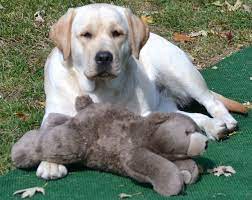 We did not find results for: Pets For Adoption At Ohio Labrador Retriever Rescue Services In Vandalia Oh Petfinder
