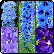 Delphinium Elatum Pacific Giant Mix Profile Png 620 620 Delphinium Spring Perennials Blue Flowers