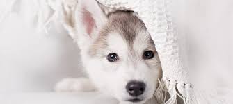 Bei kleinen hunden (welpen) ist es wie bei den menschenkindern, der grundstein für eine lebenslange. Welpenfutter Ernahrung Fur Welpen Hundeinfoportal