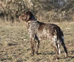 Image result for německý ohař dlouhosrstý