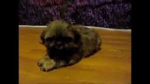 Shih tzu puppies females for sale in springfield, missouri. Best Shih Tzu Puppies In Missouri Sunshinepuppies Com