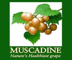 Jul 15, 2021 · how to prune muscadine grapes. Muscadine Wine Information