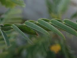 Image result for Sesbania sericea
