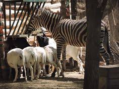 Un exclusivo grupo de amantes de los animales y de buin zoo. Las Mejores 20 Ideas De Buin Zoo Metropolitana Cocodrilo Del Nilo Zoo