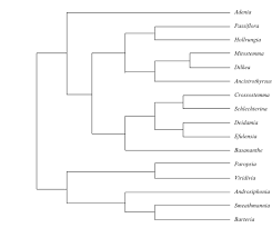 Image result for Schlechterina mitostemmatoides