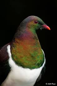 Kereru New Zealand Pigeon Pet Birds Beautiful Birds Birds Painting