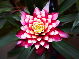 Check spelling or type a new query. How To Care For Bromeliads Indoor Plant Center