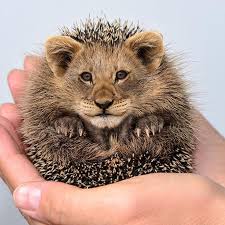 13501678 1716983298389366 7360800993013032402 N Jpg 652 652 Sota Djur Konstiga Djur Roliga Djur