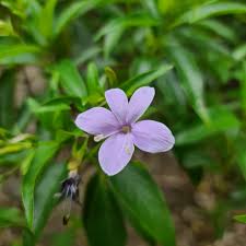 Image result for Lycium mascarenense